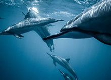 v站-国足选帅要求不超过60岁 必须即插即用